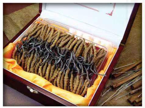 察布查尔冬虫夏草回收